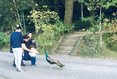 Criança fontelo - Viseu Guest Inn